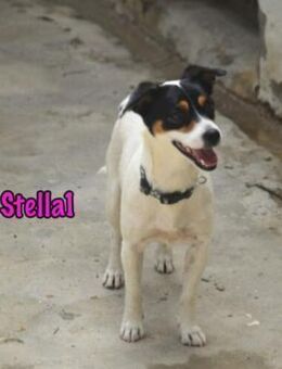Stella1 sucht ihre Familie 01/24 ESP - Ruppertsecken