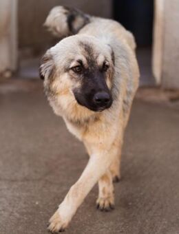 Suki 💗 zartes, liebes Hundemädchen! - Hamburg