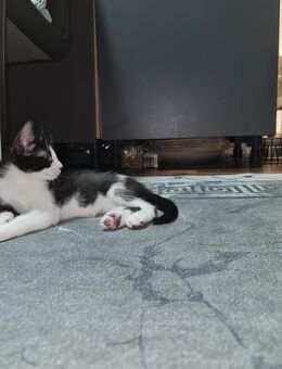 Weiß und schwarz katze - Düsseldorf