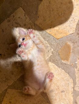 Babykatzen - Rottenburg (Laaber)