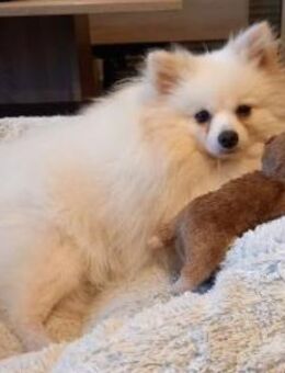 Snowy in 27478 Cuxhaven # - Wolfhagen