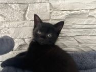 2 Wunderschöne Kitten BKH Mix- Babys Braun Schwarz - Celle