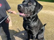 Cane corso / Labrador mix - Frankfurt (Main) Sachsenhausen-Nord