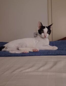 Yuki aus dem Tierschutz - Grevenbroich