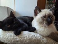 Britisch Kurzhaar Kitten zu verkaufen - Dresden