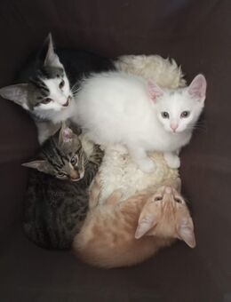 Russische Blau und türkische Angora Mix Kätzchen - Dörrebach