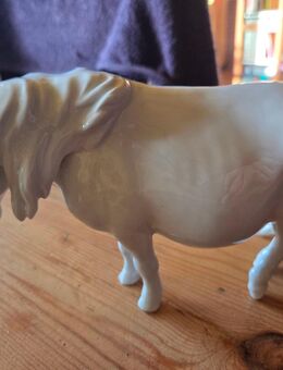 Meißen Shettlandpony weiß keine Schäden - Swisttal