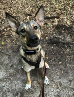 clevere Frida, Junghündin sucht - Berlin