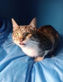 Nadal, Traumkater sucht Familie - Haar
