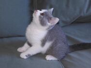 Britisch Kurzhaar (BKH), Katzenbabies, Katzenbabys, Kitten, (m/w)
