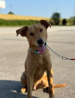 Goldjunge Marino - Ellerbek