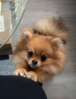 Pomeranian (Zwergspitz) DECKRÜDE - Dörzbach