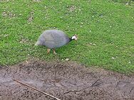 Perlhühner Jungtiere, Helmperlhuhn (Numida meleagris) - Weidingen