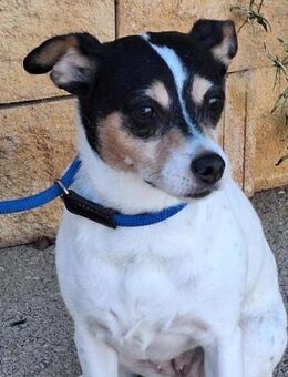 Freya sucht Menschen mit Herz und Geduld - Laatzen