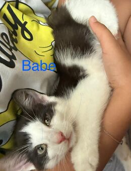 6 MAINCOON MIX KTTEN/KATZENBABY SUCHEN AB DEM 4.08 EINEN NEUEN DOSENÖFFNER - Breitenfelde