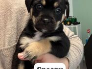 Snoopy - ein richtig kleines Wunder - Berlin
