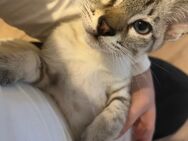 Siam kitten reinrassig. Letzter Junge abzugeben - Berlin