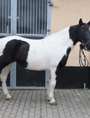 Pintomixstute Lora in 99628