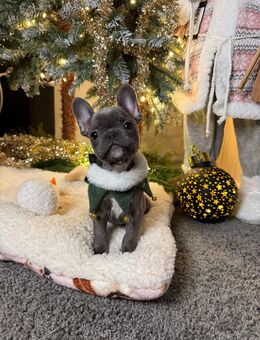 Französische Bullgogge Welpen aus liebvoller Familienaufzucht - Hohenmölsen