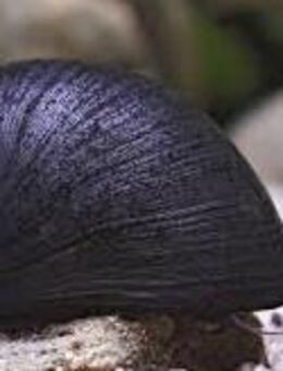 Aquarium Schnecke; Militärhelmschnecke, Anthrazit-Napfschnecke, Stahlhelmschnecke (Neritina pulligera) - Erftstadt