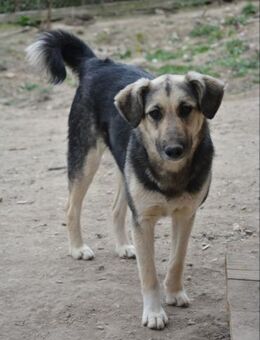 süße Fellnase - Karla -😍 - Sindelfingen