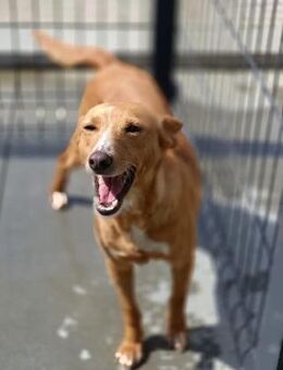 PEROLA ❤️ Podengo-Herz sucht Glück - Fahrenzhausen