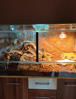 Glas-Terrarium mit Bartagame - Schalkau