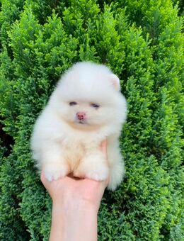 Pomeranian Zweispitz Welpen Boo Weiss - Heinsberg