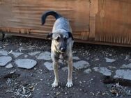 Minka, offene Hündin sucht neue Familie - Unterföhring