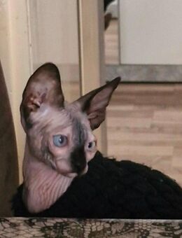 Canadian sphynx Weiblich - Bielefeld