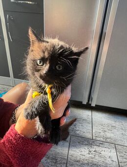 Seltenes schwarzes BKH Kitten - Bannewitz