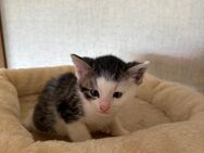 Kitten Baby Katze - Hamm