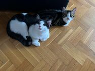 Kater und Katze britisch Mix - Lippstadt Zentrum