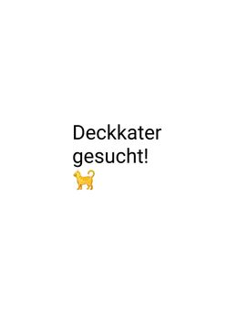 Suche Deckkater - Dresden
