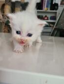 Little Whity brown nose in 58636