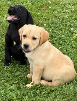 Labrador Welpen g geimpft, entwurmt Abgabe bereit - Heddesheim