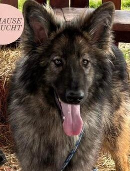 Zarte Seele BALTO sucht ein Zuhause❤️ - Saarbrücken