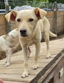 Ilvy - verschmust und lieb - Westerholt