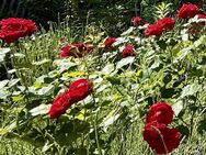 Arbeiten und Wohnen im Gartenreich - Dessau-Roßlau