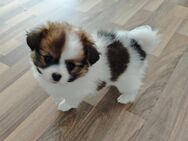 Welpen pomeranian Chihuahua Malteser mix