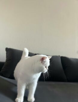 Britisch Kurzhaar Kater – Reinweiß & Wunderschön - Gera