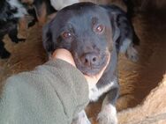 Kleine Hündin Nila sucht Zuhause - Neuhausen (Fildern)