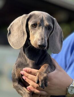 💙 Jacky Dackel 2,5 Jahre blue-tan - Kassel