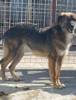 Süsse LOTTI sucht liebe Familie - Neuberg