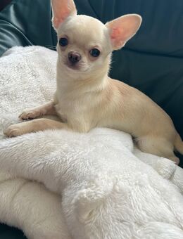 Chihuahua Junge und Mädchen noch frei. - Rostock