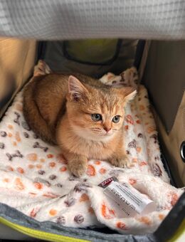 Britisch Kurzhaar Kitten - Aschaffenburg