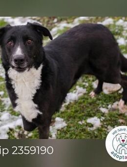 Chip 2359190: Sucht ein Zuhause - Kirchzell