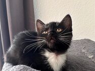 Bkh mix kitten - Herne