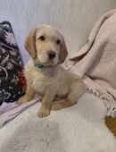 Labradoodle-Welpen ab sofort bereit die Welt auf vier Pfoten zu entdecken in 66687