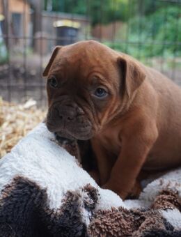 Old English Bulldog Welpen - Panketal